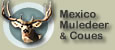 Mexico Mule Deer