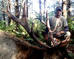 huge california roosevelt elk